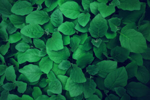 Fondo verde 300x200
